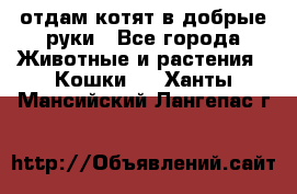 отдам котят в добрые руки - Все города Животные и растения » Кошки   . Ханты-Мансийский,Лангепас г.